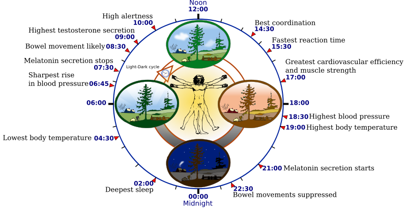 Biological_clock_human.svg